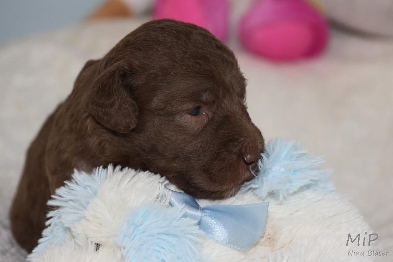 2011-05-15 Puppies Candy & Svet (24).jpg